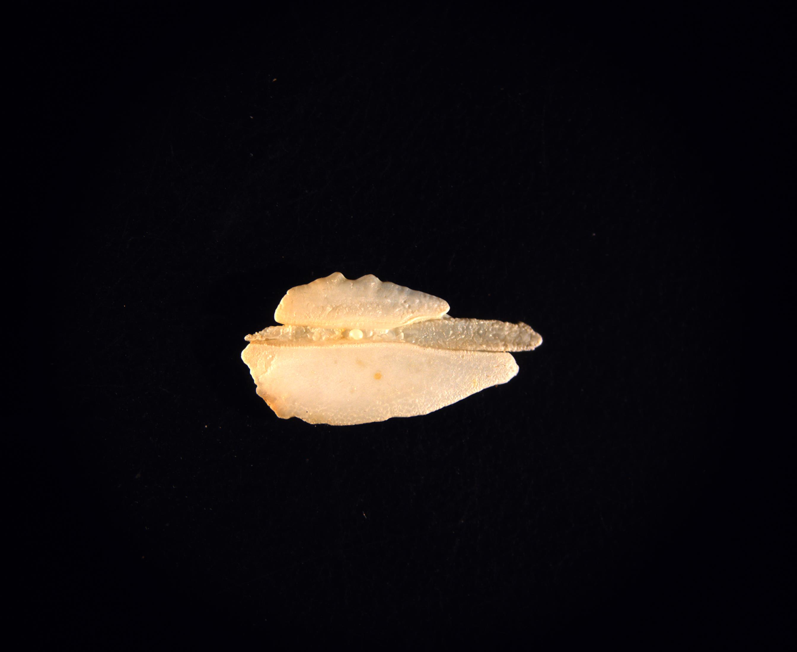 An otolith from Putah Creek-origin chinook salmon viewed under a microscope. (Lauren Hitt, UC Davis)