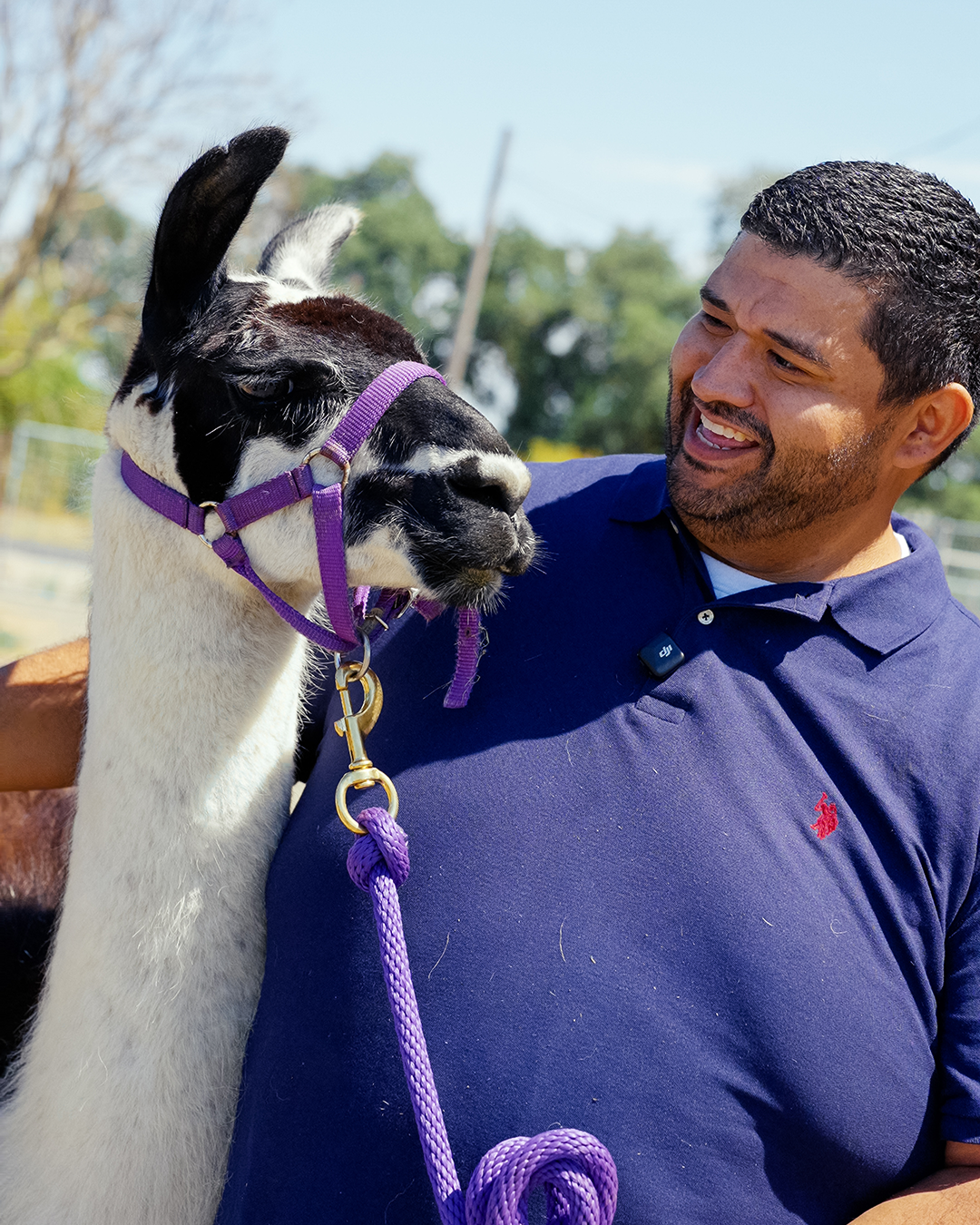 The llama and sheep facilities manager Matt Hayes. (Jael Mackendorf / UC Davis)