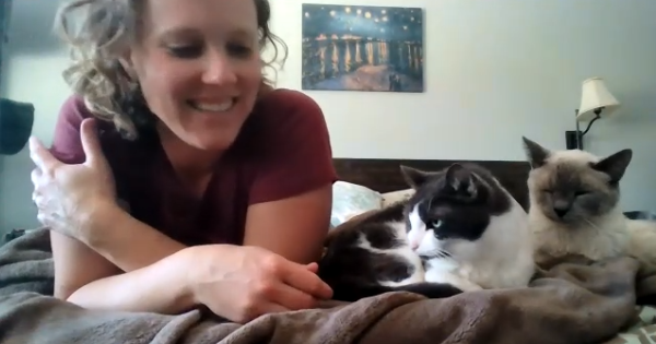 A cat owner meeting for a video teleadvice chat. (Grace Boone / UC Davis) 