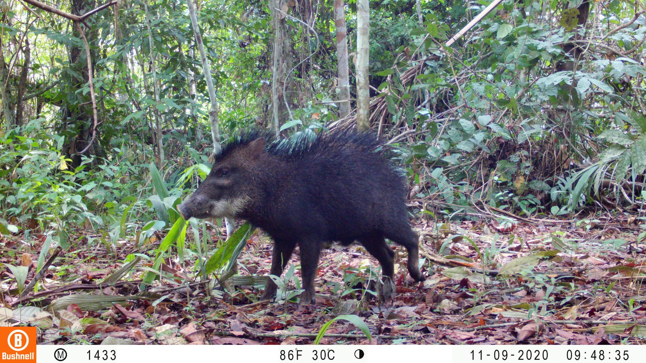 A white-lipped peccary. (Daniel Rocha/UC Davis)