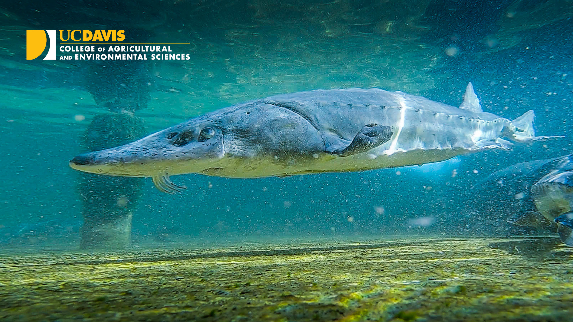 Sturgeon with CA&ES logo