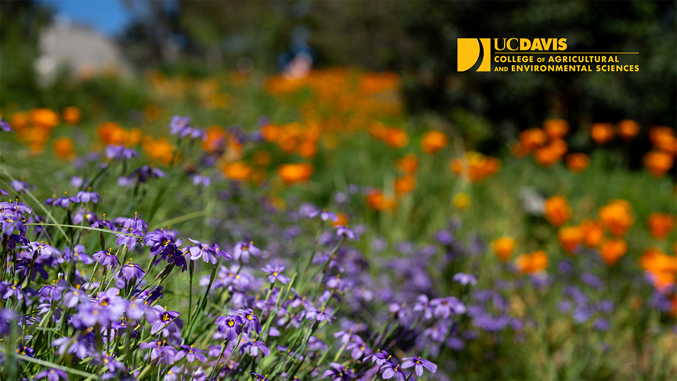 Wildflowers with CA&ES Logo in Zoom background