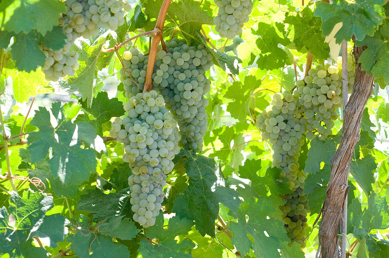 Green grapes growing on a vine.