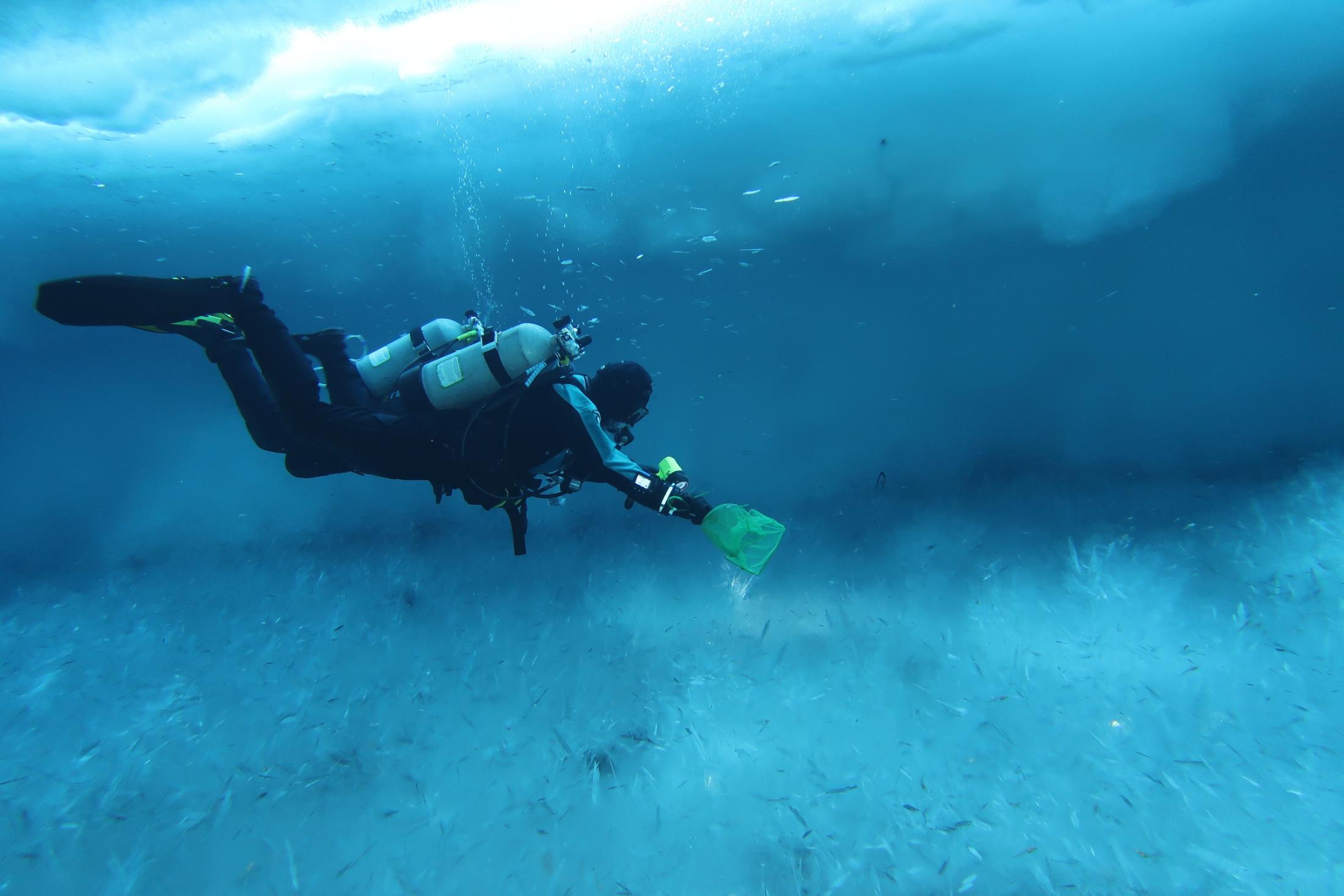 Amanda Frazier dives under the ice to collect polar fish for her research with Professor Anne Todgham at UC Davis. (Steve Rupp)