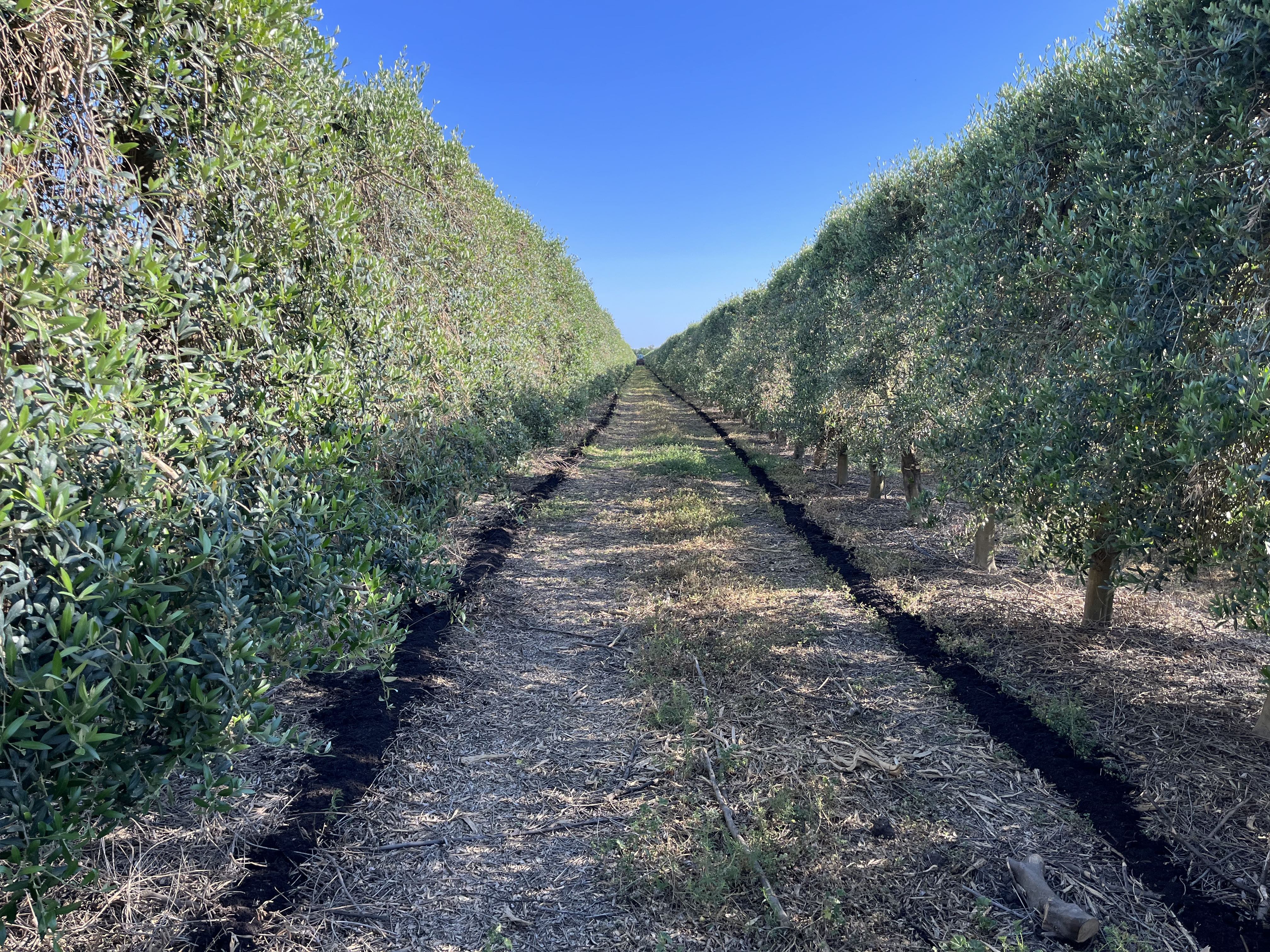 Olive orchard with rows of olive trees under blue sky