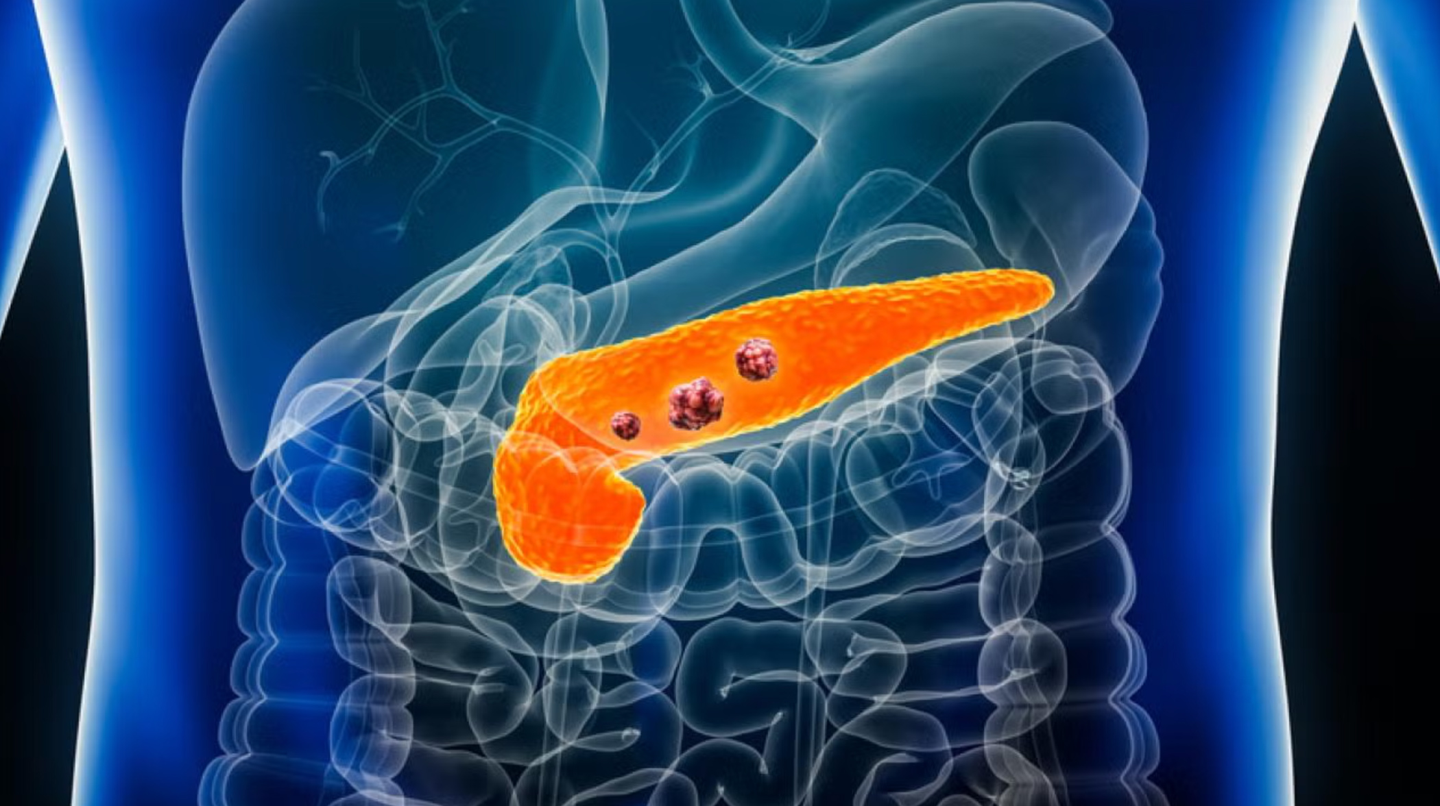 CGI image of a pancreas