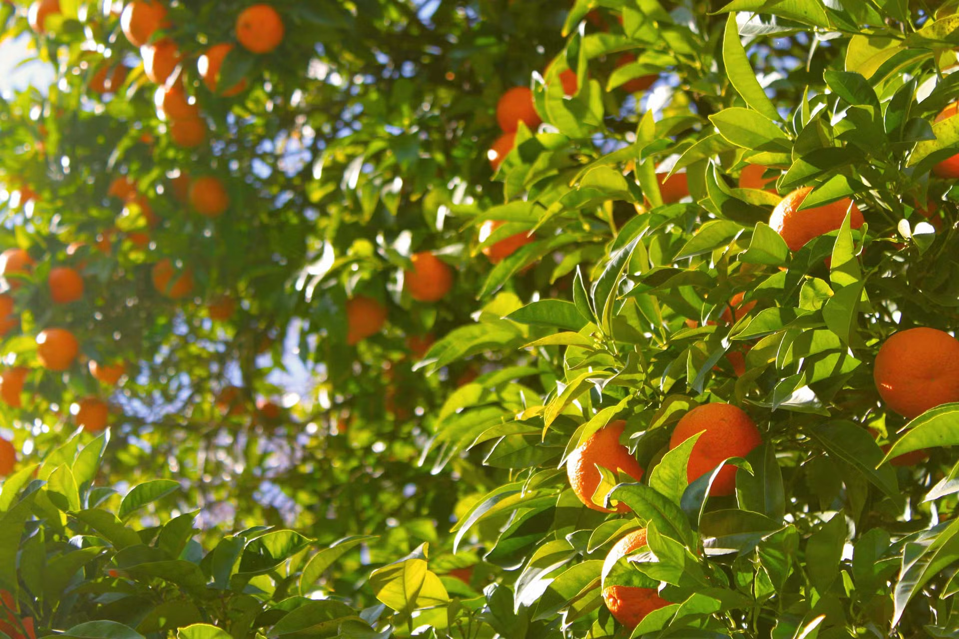 Oranges growing on trees in an orchard.