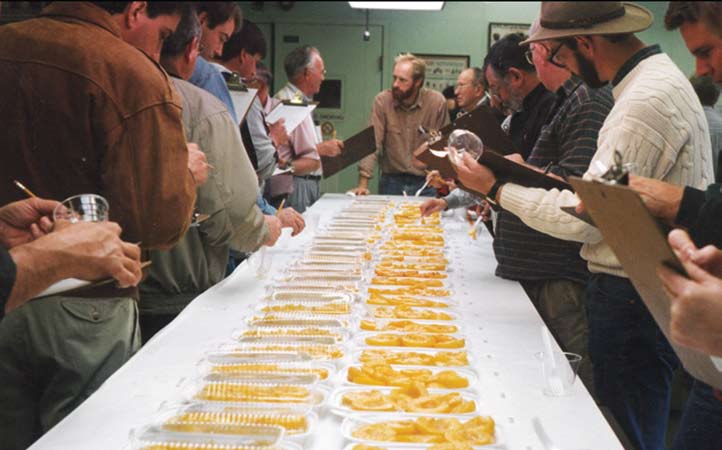 People with clipboard stand on either side of a table covered with containers of sliced peaches.