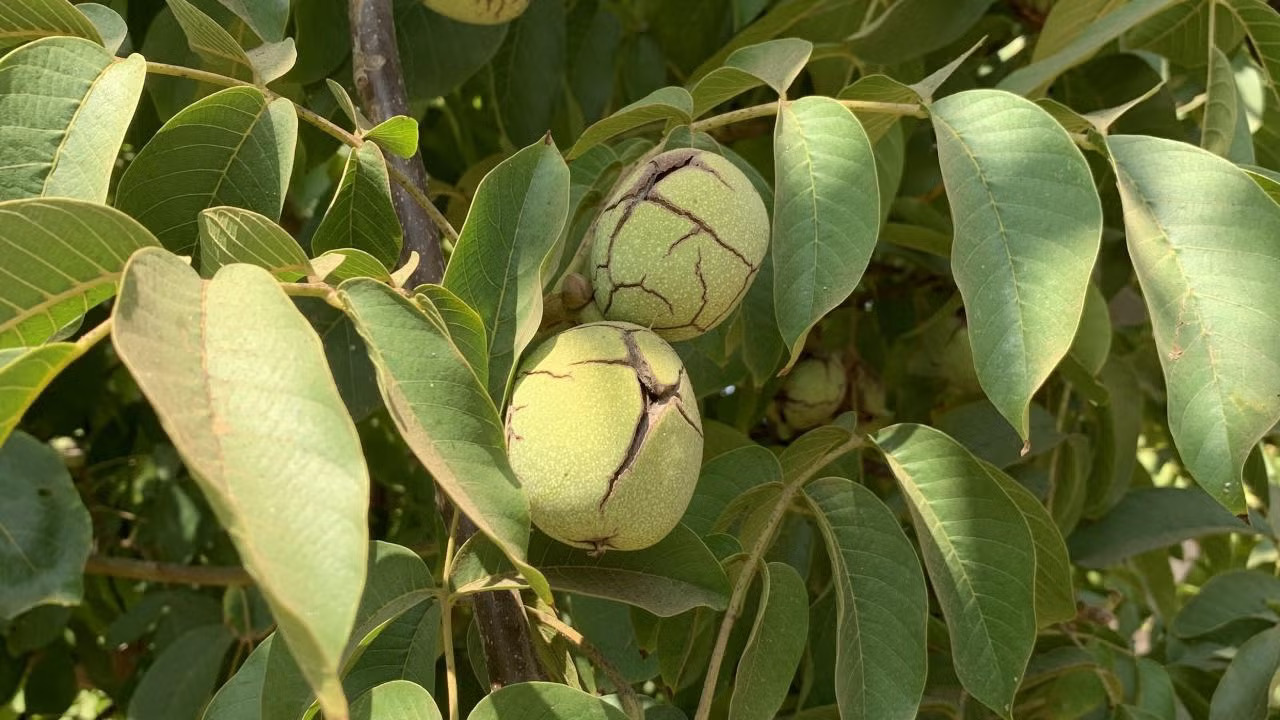 Walnuts growing on a tree.