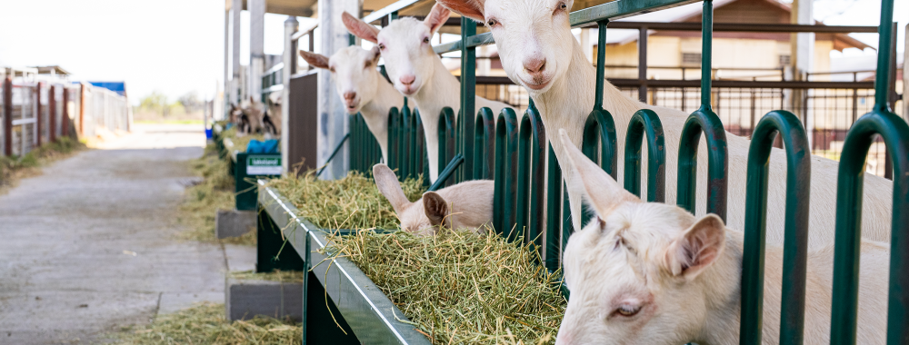 Goats lined up to eat at the UC Davis Goat Teaching & Research Facility.