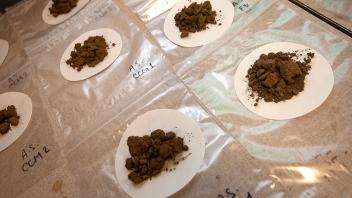 Using soil samples collected from different plots, UC Davis students study the physical, biological and chemical properties of soil. (Gregory Urquiaga/UC Davis)