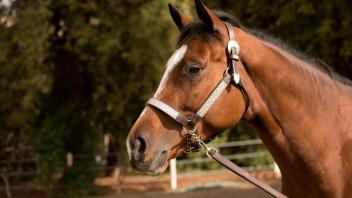 Celine, a champion quarter horse, was donated to UC Davis College of Agricultural and Environmental Sciences.