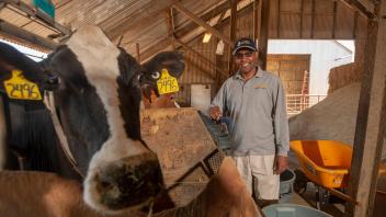 Professor Ermias Kebreab is conducting research with dairy cows to find out if seaweed used as a feed additive can reduce methane emissions from cows. Kebreab was recently named Associate Dean of Global Engagement and Director of the World Food Center.