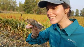 Lynette Williams, a Wildlife, Fish and Conservation Biology senior and museum intern, is about to release a female Lazuli bunting captured in a mist net at Bird Haven Ranch.