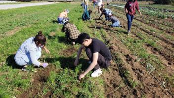 A group of 15 students volunteered at Soil Born Farms, an urban agriculture and education project in the Sacramento area. Our students planted garlic and weeded plots while learning about sustainable vegetable and fruit production.