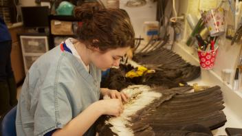 A wildlife, fish, and conservation biology major works on a condor at the UC Davis Museum of Wildlife and Fish Biology.