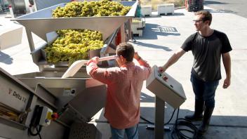 Genes may explain the difference in taste and color of grapes, like these being processed during a recent crush at the UC Davis Robert Mondavi Institute for Wine and Food Science teaching facility.
