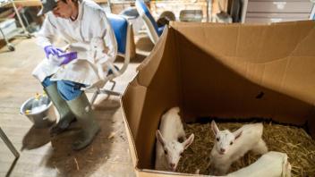 Craig Miramontes, an animal science major and a resident at the Goat Barn and Dairy takes care of the milking and processing of newly born goats.