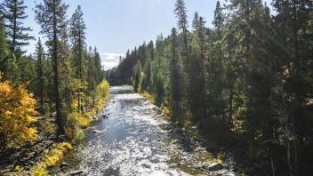 Douglas fir and mixed conifer line the Trinity River. Such forest types are expected to persist under future climate conditions in Northern California. (Getty)