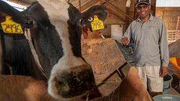 Professor Ermias Kebreab is conducting research with twelve dairy cows to find out if seaweed will reduce methane emissions from cow.