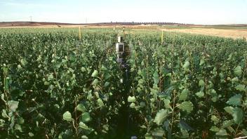 Free Air CO2 Enrichment facilities like this one in Italy blast crops with air containing increased amounts of carbon dioxide to understand how plants will respond to future climate change. (Courtesy Gail Taylor/UC Davis)