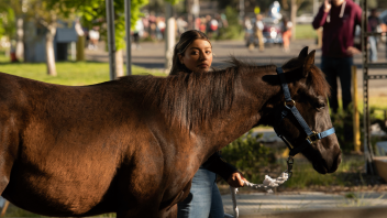 The Horse Barn parade horses are walked around before the parade during Picnic Day on April 15, 2023.
