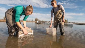 UC Davis students Gigi Dielkelman and Astrid Boyd release fish into flooded rice plots at Montna Farms in Yuba City on December 12, 2023. Photo by: Gregory Urquiaga, UC Davis.