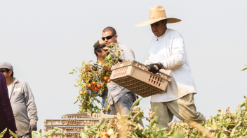 Tomatoes harvested at Russell Ranch.