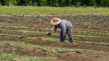 A new crop is rising on the UC Davis campus as a plot of agave was planted behind the Robert Mondavi Institute for Wine and Food Science. (Jael Mackendorf / UC Davis)
