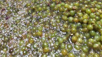 Grapes used to make chardonnay wine; (Photo by WellVine)
