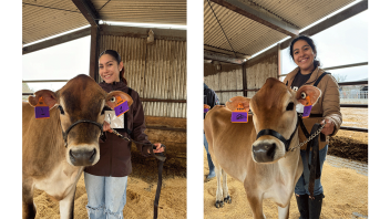 Two students stand with the dairy cows they are showing at Field Day.