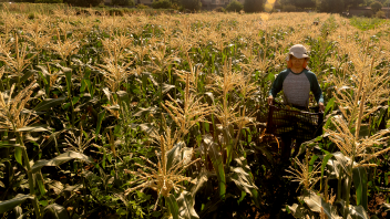 A person standing in the middle of a cornfield during daylight.