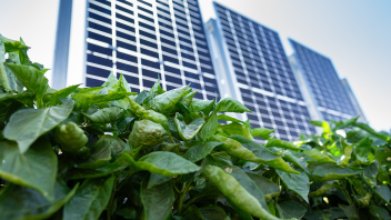 A close-up view of green leafy plants in the foreground with solar panels in the background. 