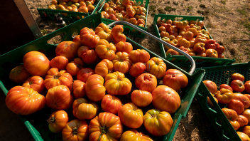 A collection of ripe, red and yellow striped tomatoes in green plastic crates.