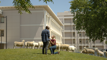 Two people stand a top of a hill surrounded by sheep.