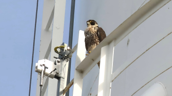 Female peregrine falcon perched on the UC Davis water tower. (Andy Engilis/ UC Davis)