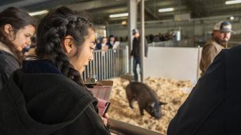 FFA students looking at pigs during Field Day.