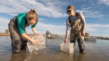 Students and researchers are introducing fish in flooded rice fields to examine how they help support wildlife, as well as potentially boost crops and reduce methane emissions. (Gregory Urquiaga/UC Davis)