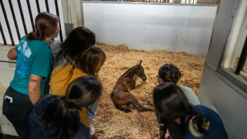 A group of students peer into a barn stall at a newborn horse.