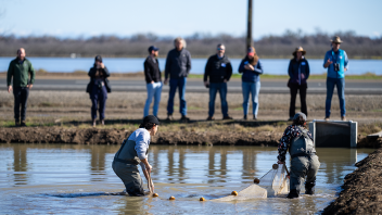Two people use a net to catch fish in a rice field.