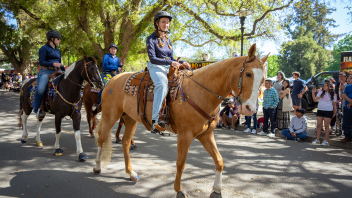The UC Davis Horse Barn participates in the 2025 Picnic Day parade. (Jael Mackendorf/UC Davis)