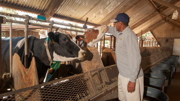 Professor Ermias Kebreab is conducting research to find out if seaweed will reduce methane emissions from cows.