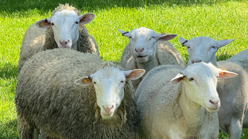 Sheep gather together on a field of grass.
