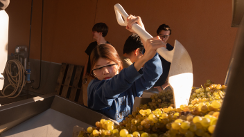 Students of Viticulture and Enology work on making wine by pressing grapes for fermentation for class 
