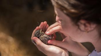 Bird banding event at the Putah Creek Riparian Reserve on the UC Davis campus.