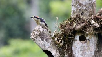  A black-cheeked woodpecker at its natural cavity. (Daniel Karp/UC Davis)