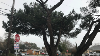 A tree and ivy cover the bus stop area.