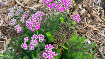 Pink flowers bloom in the redesigned area.