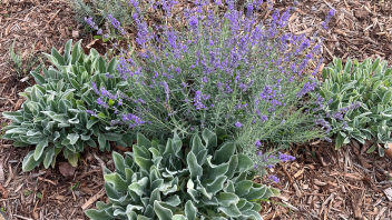 Purple flowers bloom in the redesigned area.