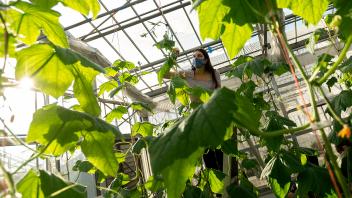 Student measures the length of cucumber vines that are growing up lines in a UC Davis greenhouse.